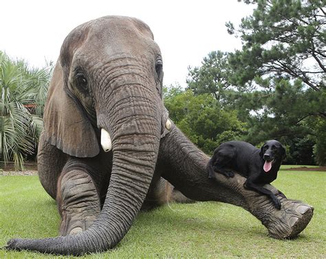 The Elephant and the Weaver: A Tale of Unexpected Friendship and Hidden Treasures!